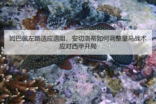 mu-ba-pei-zuo-lu-shi-ying-yu-zu-an-qie-luo-di-ru-he-tiao-zheng-huang-ma-zhan-shu-ying-dui-xi-jia-kai-ju-3-816.jpg